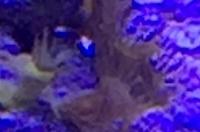 Yellow Colony Polyp Thumbnail