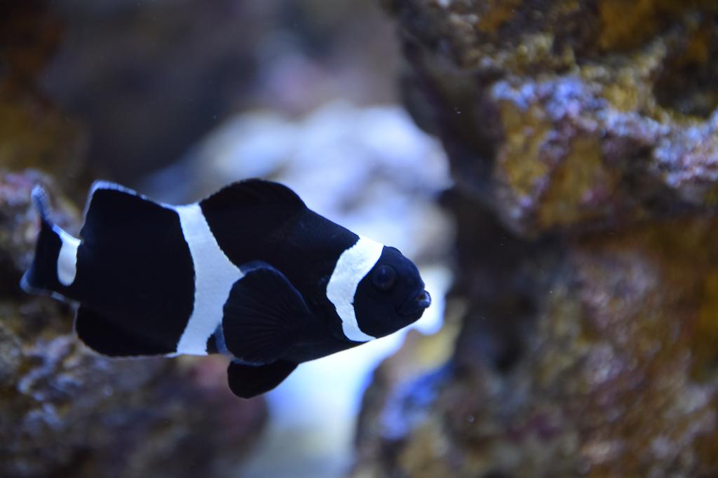 Saddleback Clownfish / Amphiprion polymnus 142