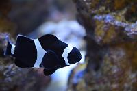 Saddleback Clownfish Thumbnail