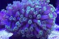 Flower Pot Coral - Green Thumbnail