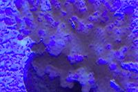 Pocillopora Thumbnail