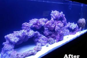 New Reef Aquarium Thumbnail