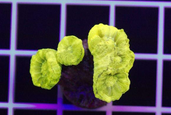 Nuclear Caulastrea