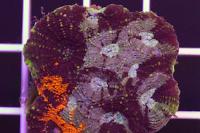 Acan Brain Coral Thumbnail