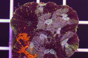 Acan Brain Coral