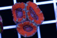 Lordhowensis Coral Thumbnail