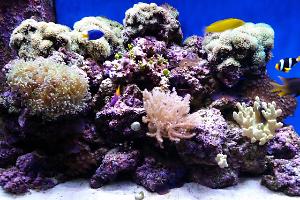 65 gallon Reef Thumbnail