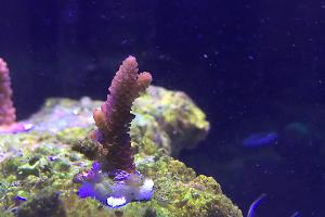 Millepora Pink Thumbnail