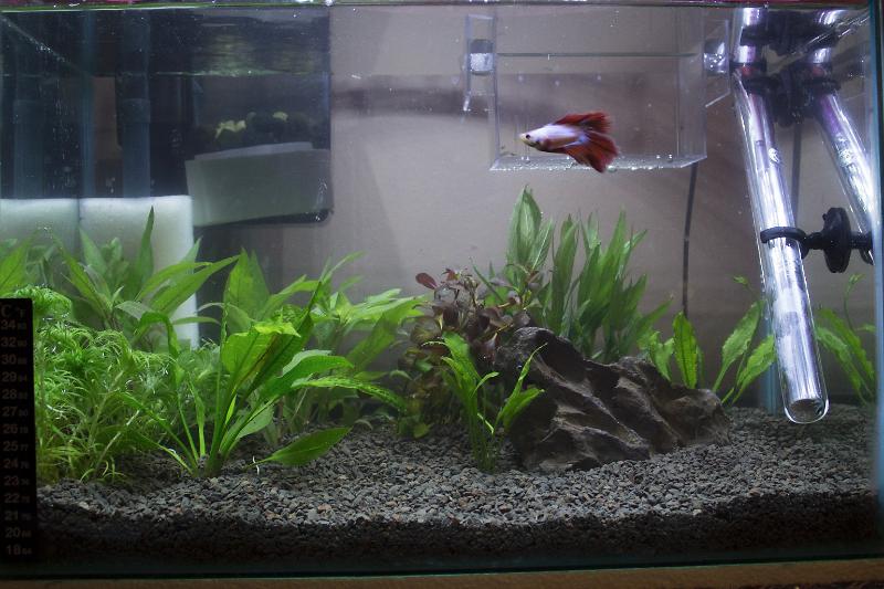 Planted tank Thumbnail