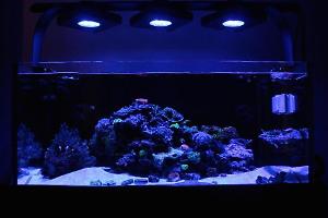 Duckhams 40 Gallon Reef Thumbnail