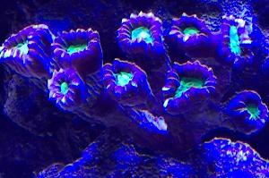 Candy Cane Coral Thumbnail