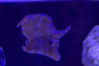 Matted Filefish Thumbnail