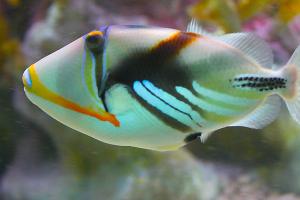 Humu Picasso Triggerfish Thumbnail