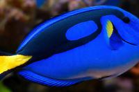 Blue Tang Thumbnail