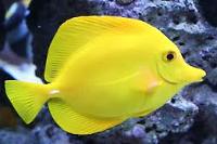 Yellow Tang Thumbnail