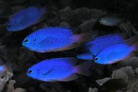 Neon Damselfish Thumbnail