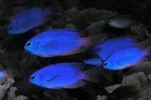 Neon Damselfish Thumbnail