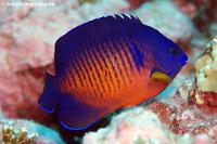 Coral Beauty Angelfish Thumbnail