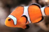 Bicinctus Clown fish Thumbnail