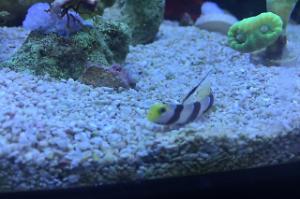 Hi Fin Red Banded Goby Thumbnail