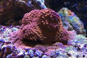 Red Hot Cyphastrea Thumbnail