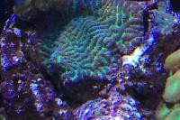 Brain Worm Platygyra Coral Thumbnail