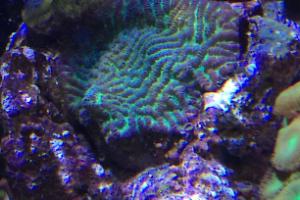 Brain Worm Platygyra Coral Thumbnail