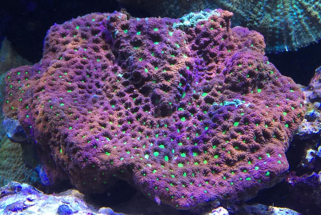 Brain Coral, Pineapple