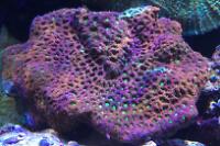 Brain Coral Pineapple Thumbnail