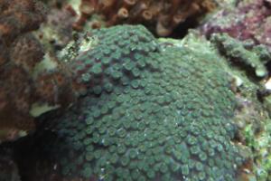 Green Cyphastrea Thumbnail