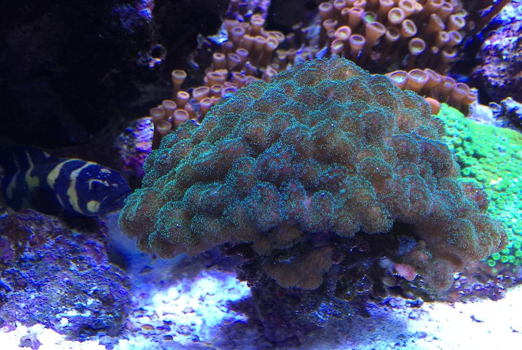 Pocillopora