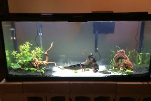 My 50gal Aquarium Thumbnail