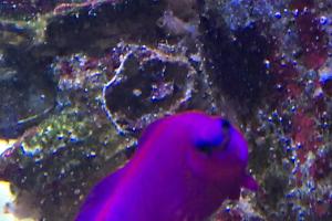 Orchid Dottyback Thumbnail