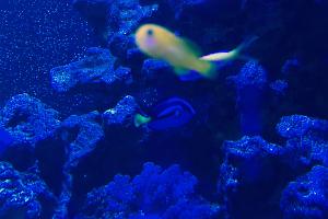 Clown Goby Yellow Thumbnail