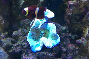 Maroon Yellow Stripe Clownfish Thumbnail