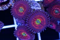 Cherry Novas Zoas Thumbnail