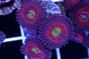 Cherry Novas Zoas