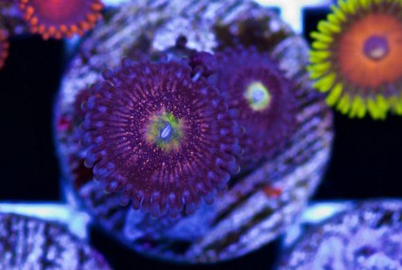 Pink Lotus Zoas