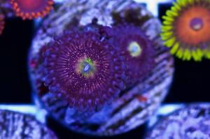 Pink Lotus Zoas