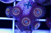 Orange Smoothies Zoas Thumbnail