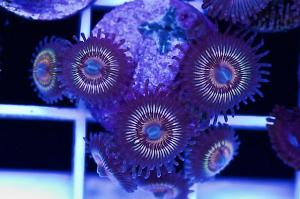 Orange Smoothies Zoas