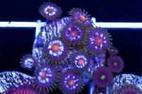 Pinwheel Zoas Thumbnail