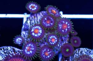 Pinwheel Zoas