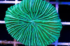 Plate Coral green- Short Tentacle Thumbnail