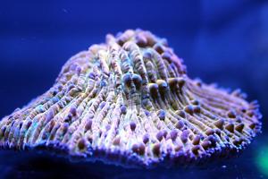 Plate Coral Orange - Short Tentacle Thumbnail