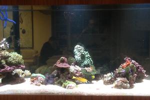 Display Tank Thumbnail