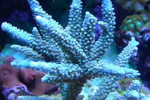 Staghorn Acropora Thumbnail