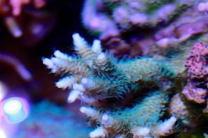 Sunset Millepora Thumbnail