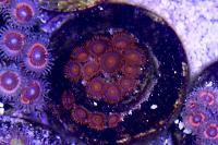 Safecracker Zoa Thumbnail