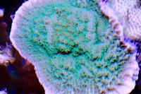 Seasons Greetings Montipora Thumbnail